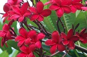 2 Color Champa Plant & 1 Leaf Plan