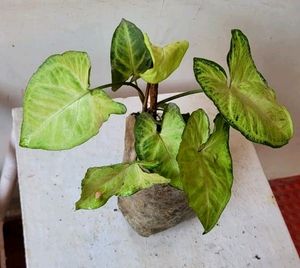 Arrowhead Plant 🌵