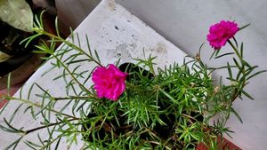 Pack 2.Portulaca grandiflora &amp; Pilea Depressa Pla