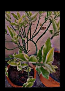 Beautiful 7 Plants