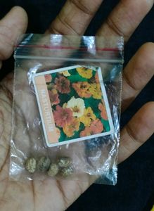 Summer Season Flower Seeds Combo