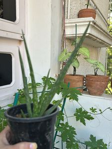 1 Pc Aloe Vera baby Plant In 4" Nursery Pot