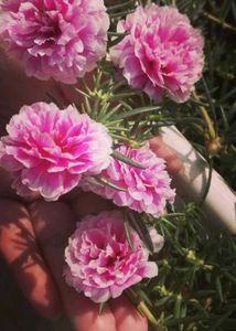 Combo Of Portulaca