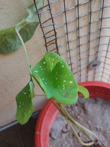 Caladium Plant