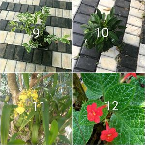 you can select 12 Live root plants