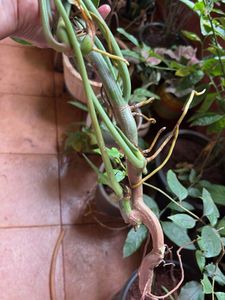 Healthy Green Philodendron Plant