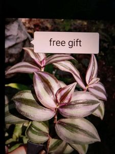 beautiful pink ground orchid