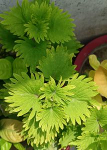 Coleus Live Plants