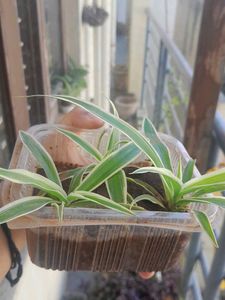 3 Real Spider Plant in soil