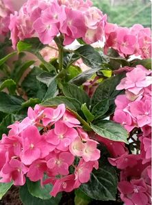 Hydrangea