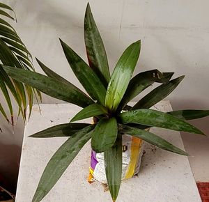 Moses in the Cradle Plants 🪴