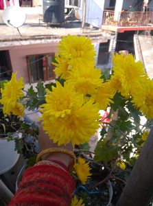 Yellow Flower Plant