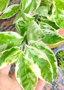 healthy cutting of live plants