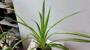 Set 2 Pandanus veitchii &amp; Never... Plant