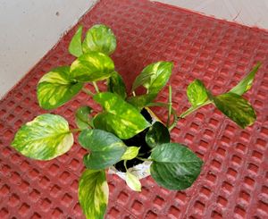 Pack 2 Evergreen Money &amp; Arrowhead Plant 🪴