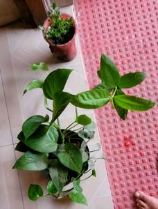3 Set  Bear &amp; money &amp; Ming Aralia Plants🪴