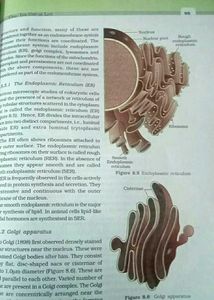 Biology Textbook for Class XI