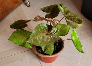 🌱arrowhead vine Plant 🪴 🌿&amp; Pot