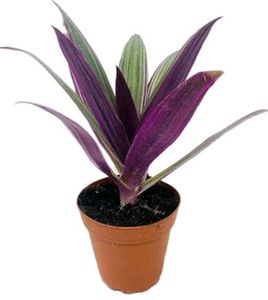 Beautiful Purple Plants With Freebies