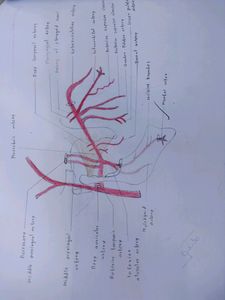 Anatomy Hand Drawn All Colourful Labelled Diagrams