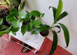 Set 2 Money Plant &amp; Syngonium Plans