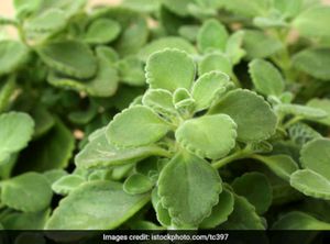 Ajwain Plant