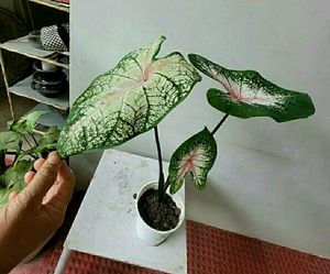 Pack 2 Syngonium &amp;calcium cherryplant 🌵