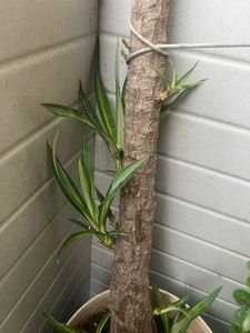 Yucca Tree Plant pup quantity 1