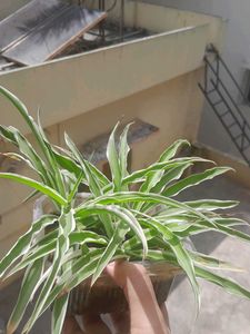 3 Real Spider Plant in soil