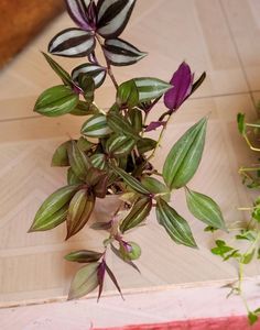 Pack 2 Zebronics &amp;Tradescantia fluminensis Pl