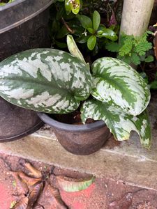 Satin Pothos Rooted Plant