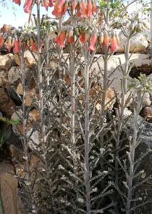 Kalanchoe Plant Tow