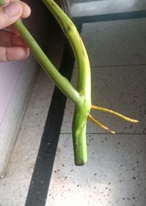 Philodendron paraiso Verde top cutting