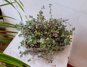 Beautiful Turtle Vine Plant🌵&amp; Pot