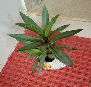 Moses in the Cradle Plant 🌵