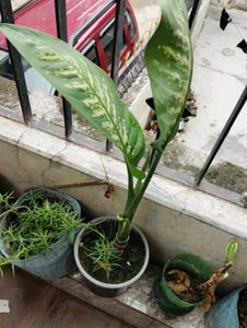 7 Indoor Plants