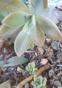 combo of 7 Beautiful Succulent Plant