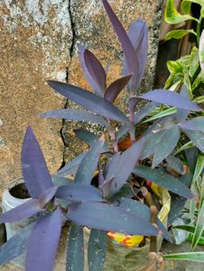 Beautiful Purple Leaf Plant