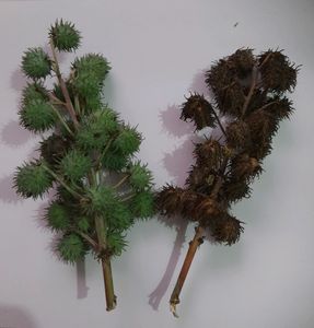 Castor Seeds