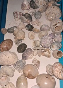 50 Assorted Seashell Collection