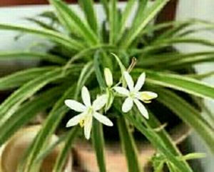 🌵 Plant Chlorophytum laxum &amp; Pot