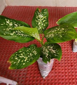 Pack 2 the herbaceous perennial &amp;Dwarf Snake Plant