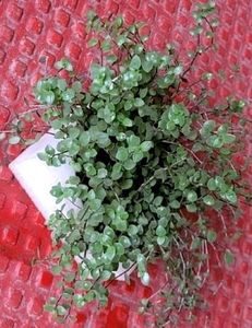 Turtle Vine Plants &amp; Pot