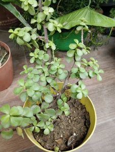 7 Indoor Plants