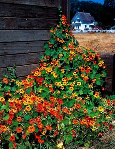 Summer Season Flower Seeds Combo