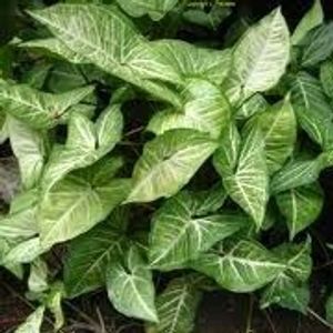 Syngonium  plant+wondering  jew+ indoor plant