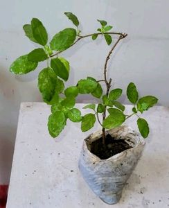 Tulsi &amp; Marigold Combos 3 Plants