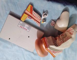 Ear display Educational