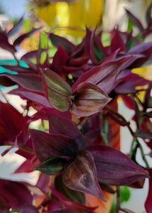 Combo #3 || Adenium, Turtle Vine, Wondering Jew, Snake Plant ||