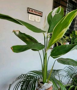 Evergreen Never.. Plant 🌵